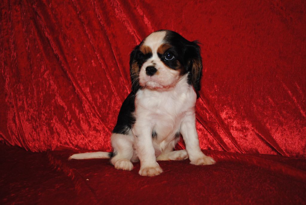 de la colline au noir desir - Chiot disponible  - Cavalier King Charles Spaniel