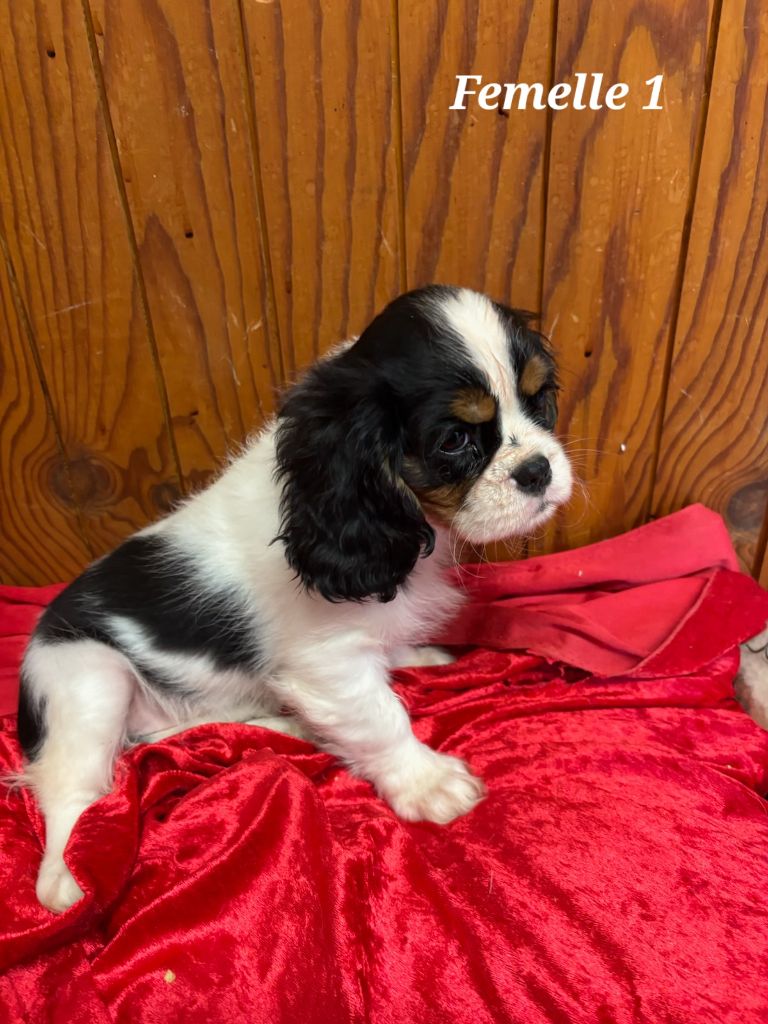 de la colline au noir desir - Chiot disponible  - Cavalier King Charles Spaniel