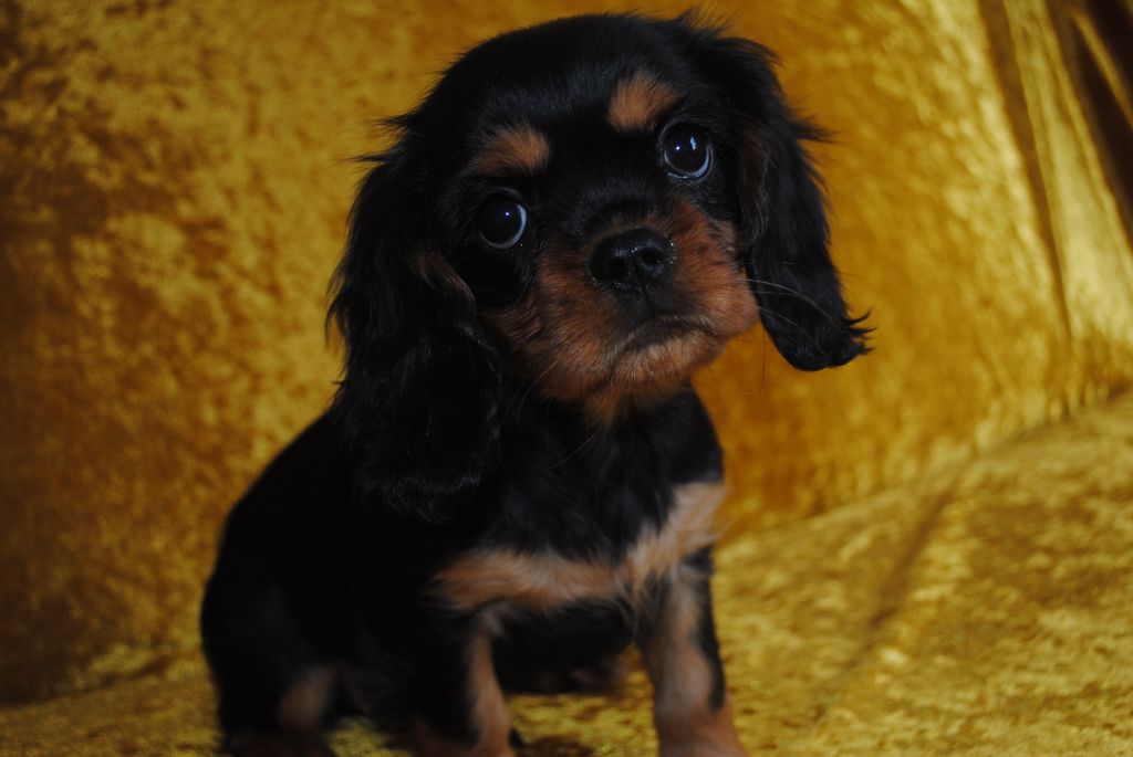 de la colline au noir desir - Chiot disponible  - Cavalier King Charles Spaniel