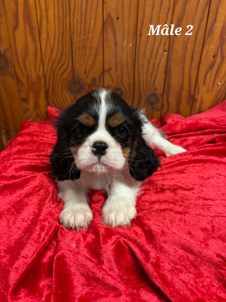 de la colline au noir desir - Chiot disponible  - Cavalier King Charles Spaniel