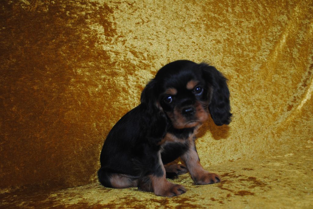 de la colline au noir desir - Chiot disponible  - Cavalier King Charles Spaniel