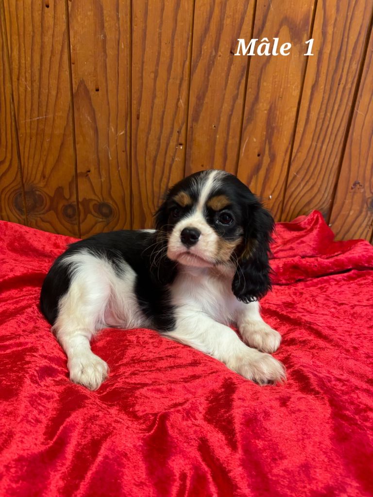 de la colline au noir desir - Chiot disponible  - Cavalier King Charles Spaniel