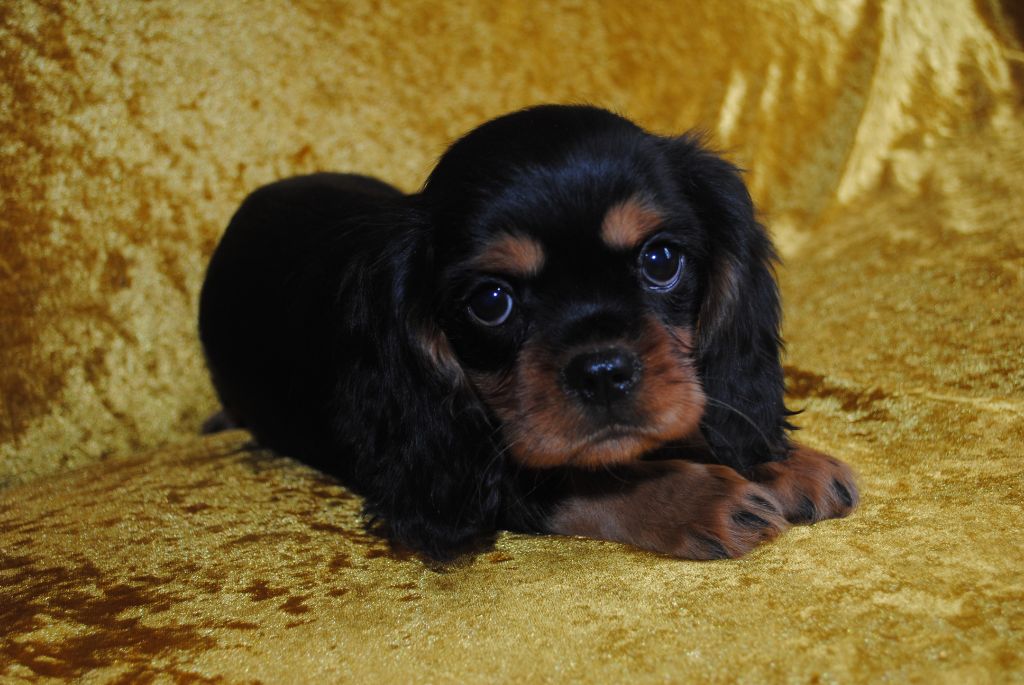 de la colline au noir desir - Chiot disponible  - Cavalier King Charles Spaniel