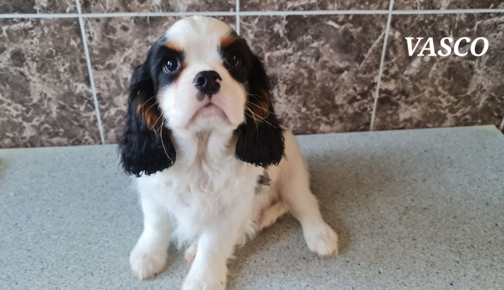 de la colline au noir desir - Chiot disponible  - Cavalier King Charles Spaniel