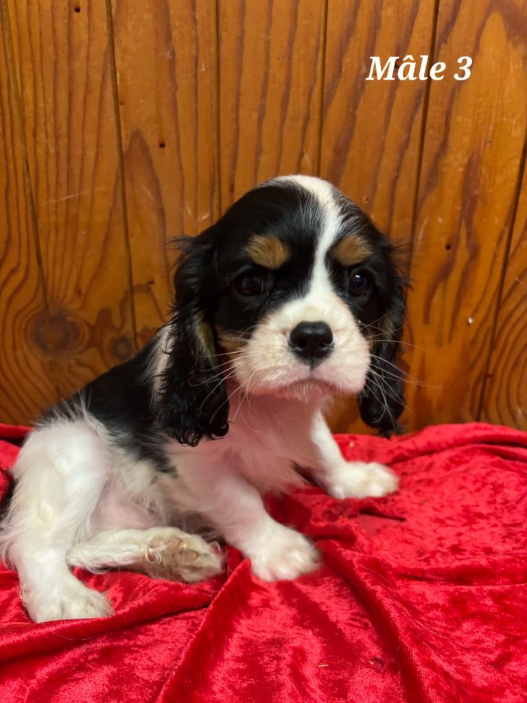 de la colline au noir desir - Chiot disponible  - Cavalier King Charles Spaniel