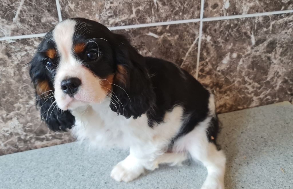 de la colline au noir desir - Chiot disponible  - Cavalier King Charles Spaniel