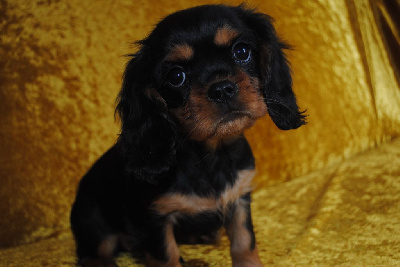 de la colline au noir desir - Cavalier King Charles Spaniel - Portée née le 14/10/2024