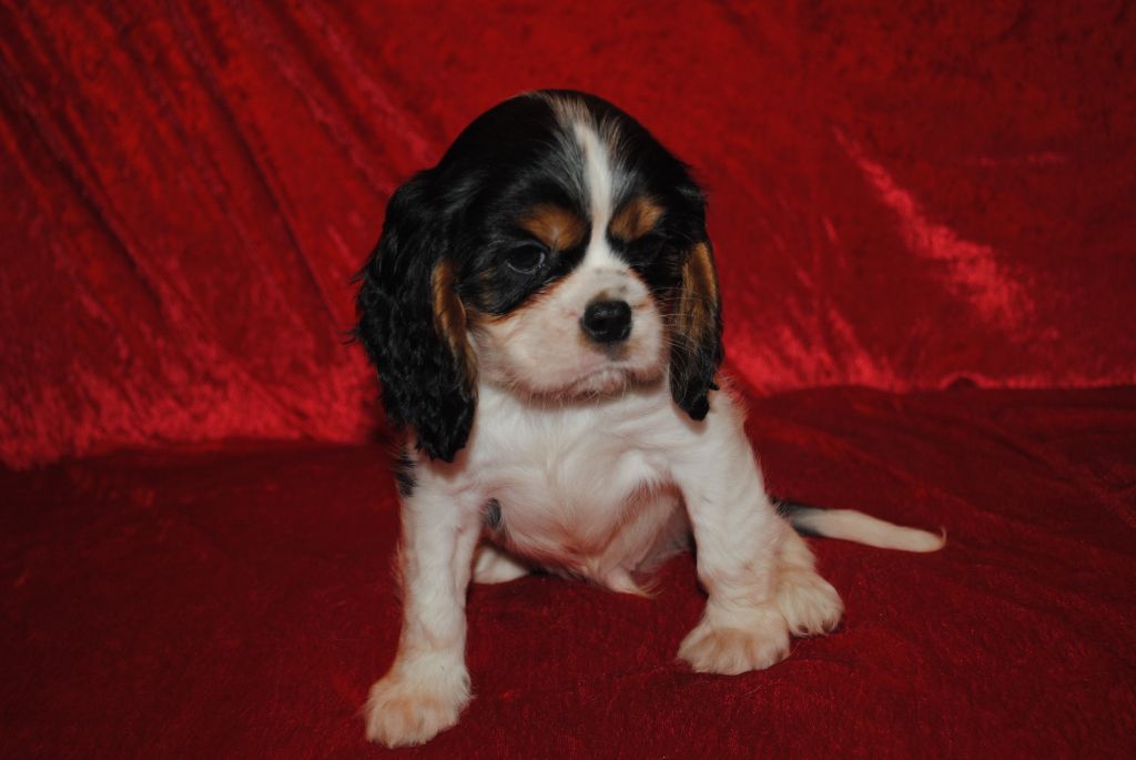 de la colline au noir desir - Chiot disponible  - Cavalier King Charles Spaniel