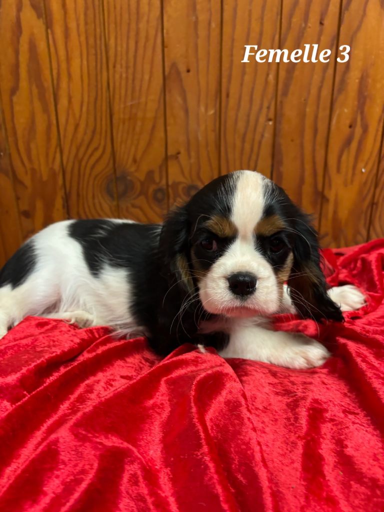 de la colline au noir desir - Chiot disponible  - Cavalier King Charles Spaniel