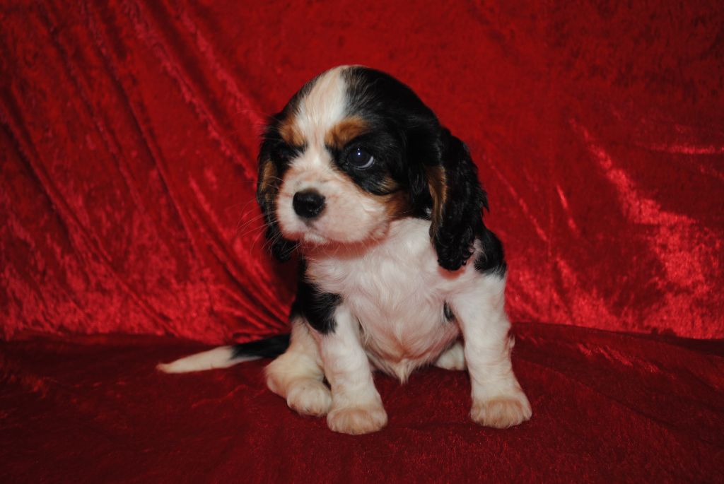 de la colline au noir desir - Chiot disponible  - Cavalier King Charles Spaniel