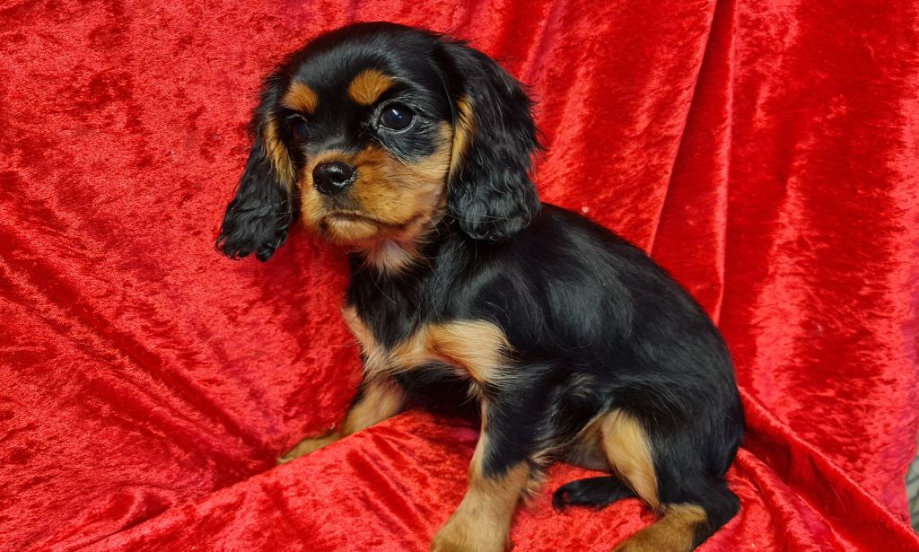 de la colline au noir desir - Chiot disponible  - Cavalier King Charles Spaniel