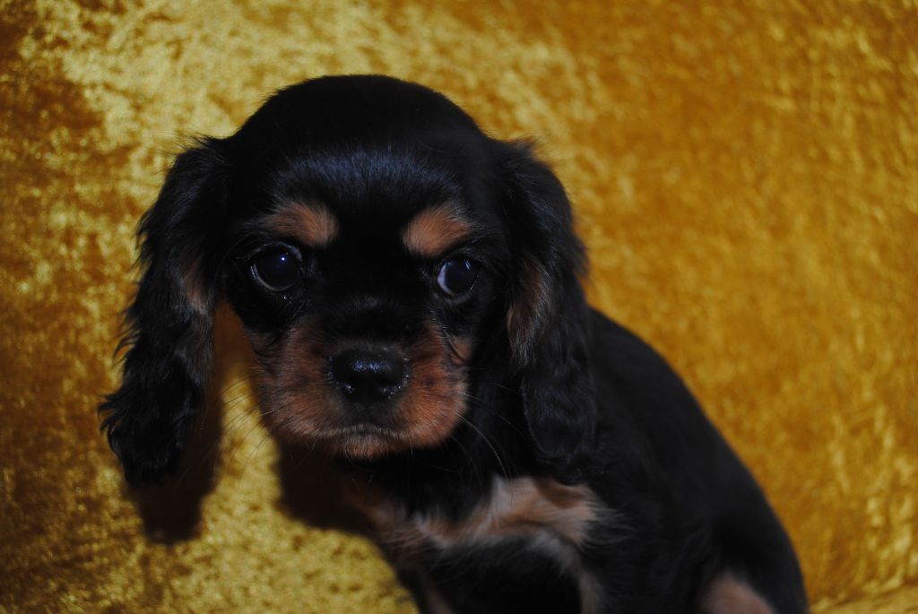 de la colline au noir desir - Chiot disponible  - Cavalier King Charles Spaniel