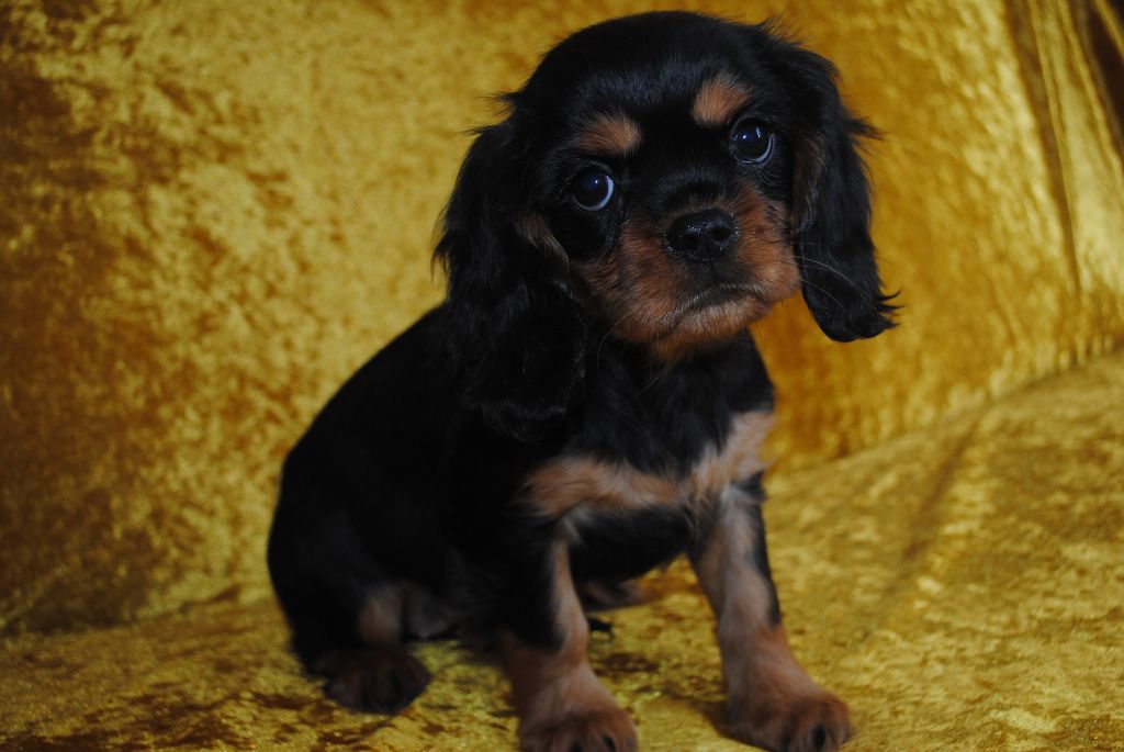 de la colline au noir desir - Chiot disponible  - Cavalier King Charles Spaniel