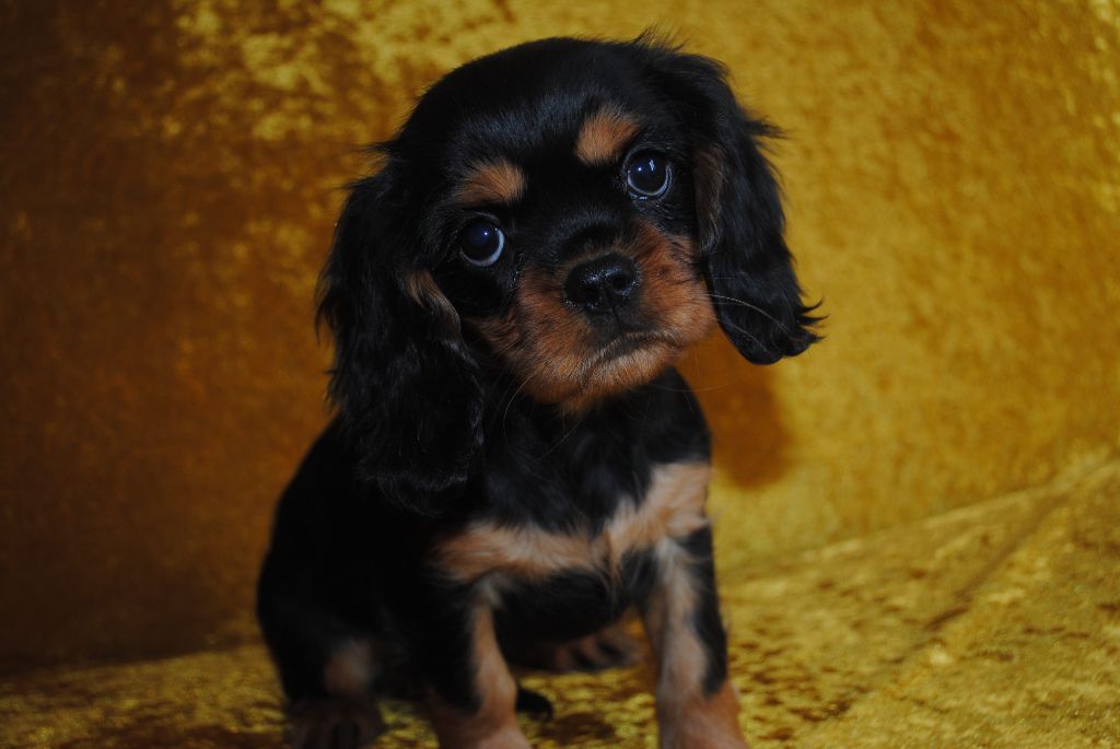 de la colline au noir desir - Chiot disponible  - Cavalier King Charles Spaniel