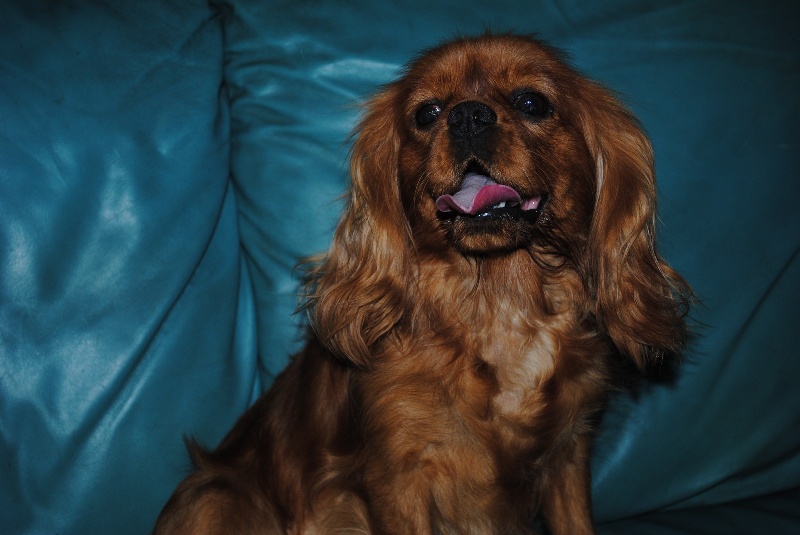 Figue-doree cavalier d'albion
