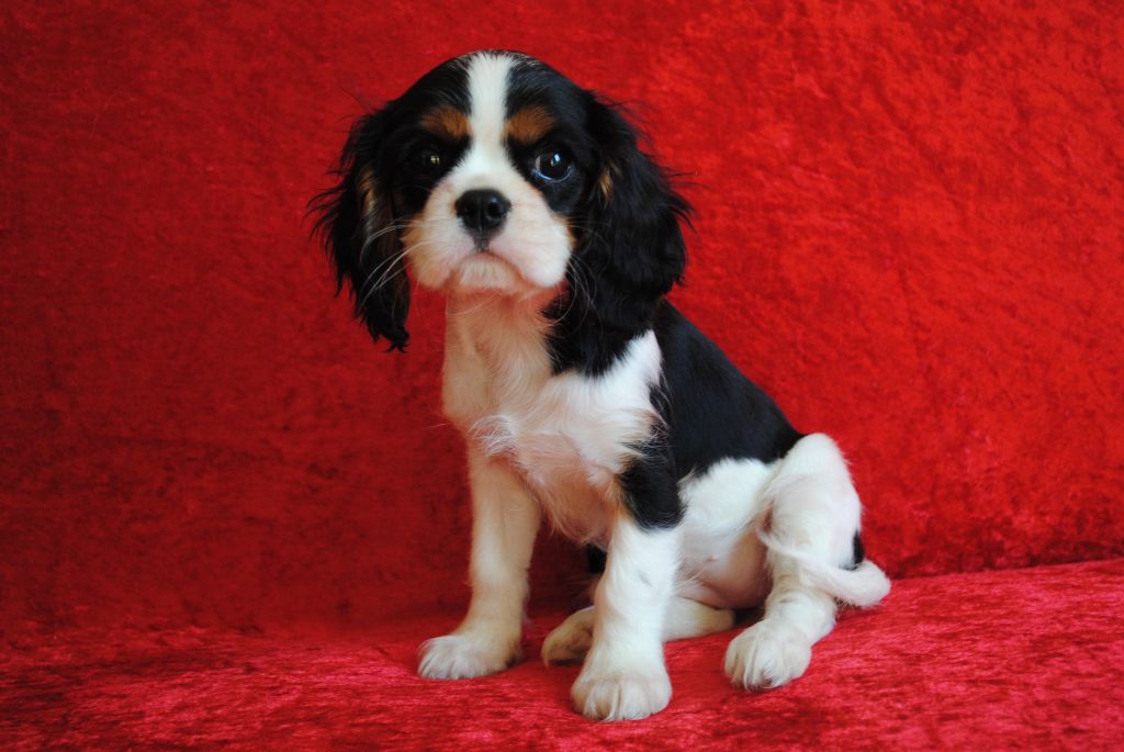 de la colline au noir desir - Chiots disponibles - Cavalier King Charles Spaniel