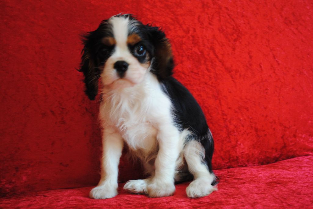 de la colline au noir desir - Chiots disponibles - Cavalier King Charles Spaniel