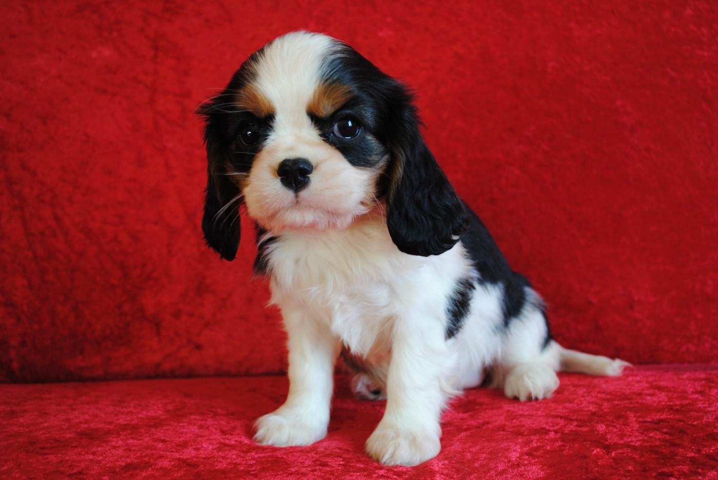 de la colline au noir desir - Chiots disponibles - Cavalier King Charles Spaniel