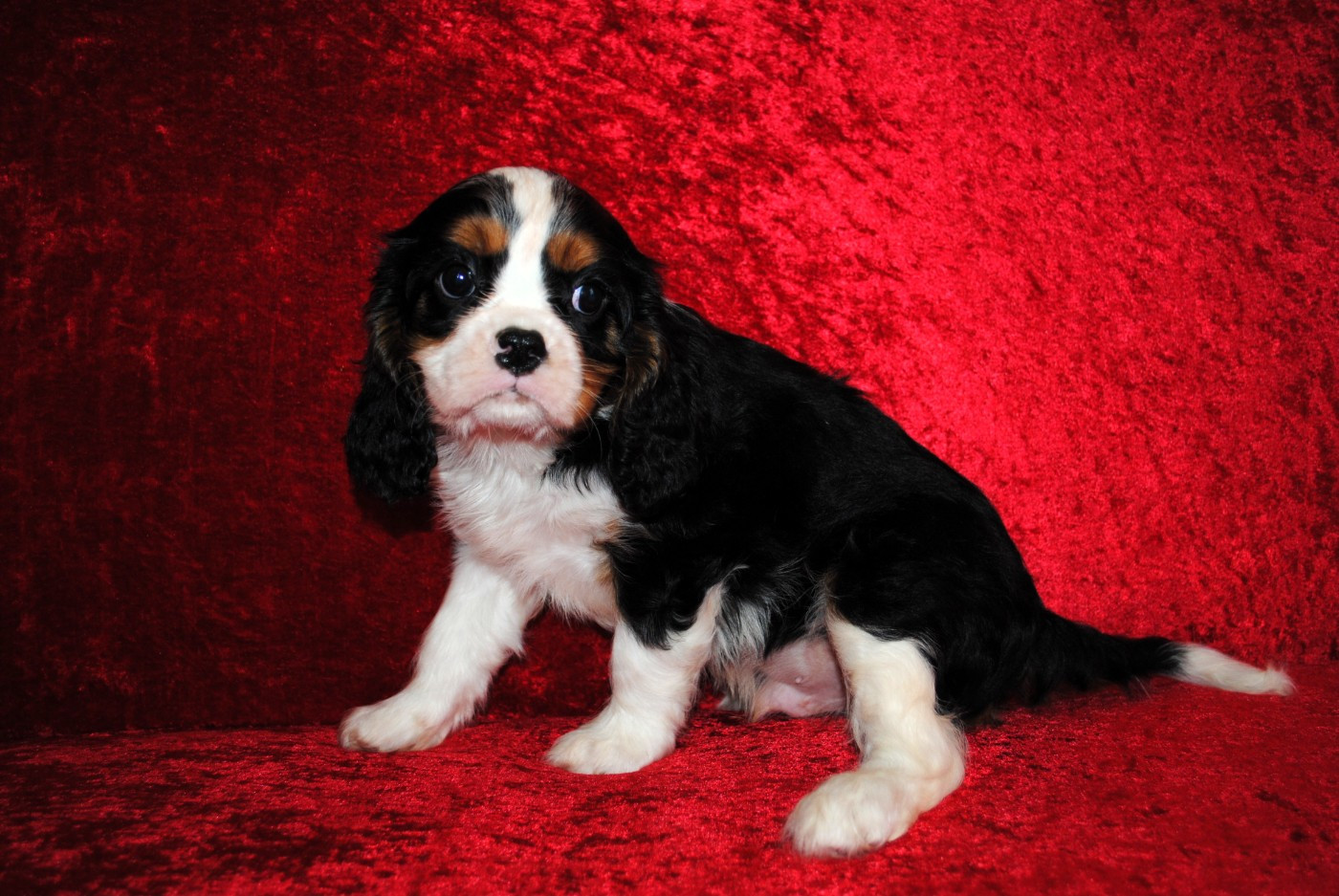de la colline au noir desir - Chiots disponibles - Cavalier King Charles Spaniel