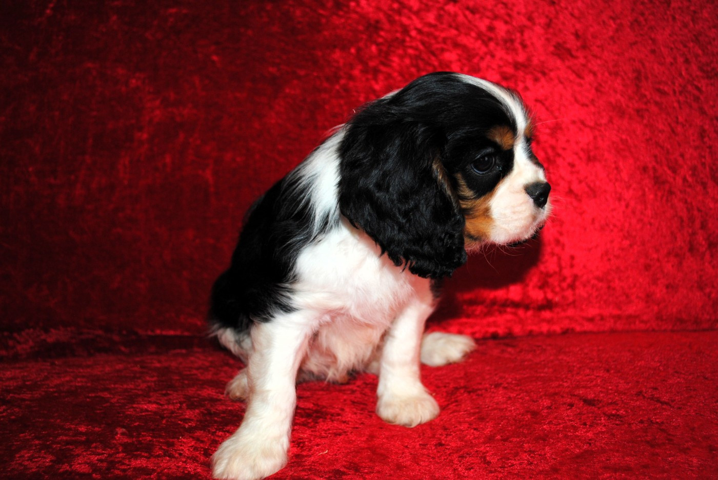 de la colline au noir desir - Chiots disponibles - Cavalier King Charles Spaniel