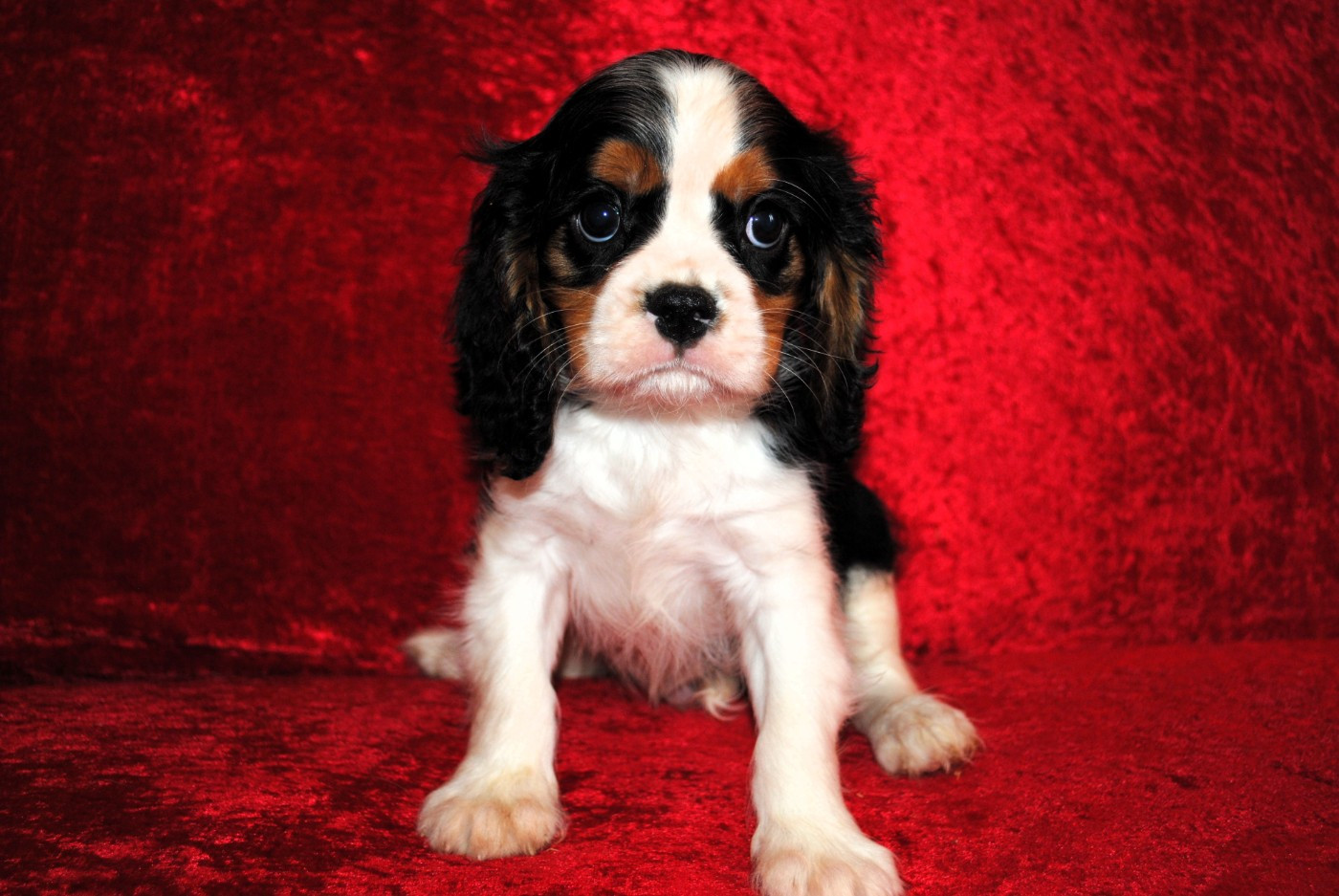 de la colline au noir desir - Chiots disponibles - Cavalier King Charles Spaniel