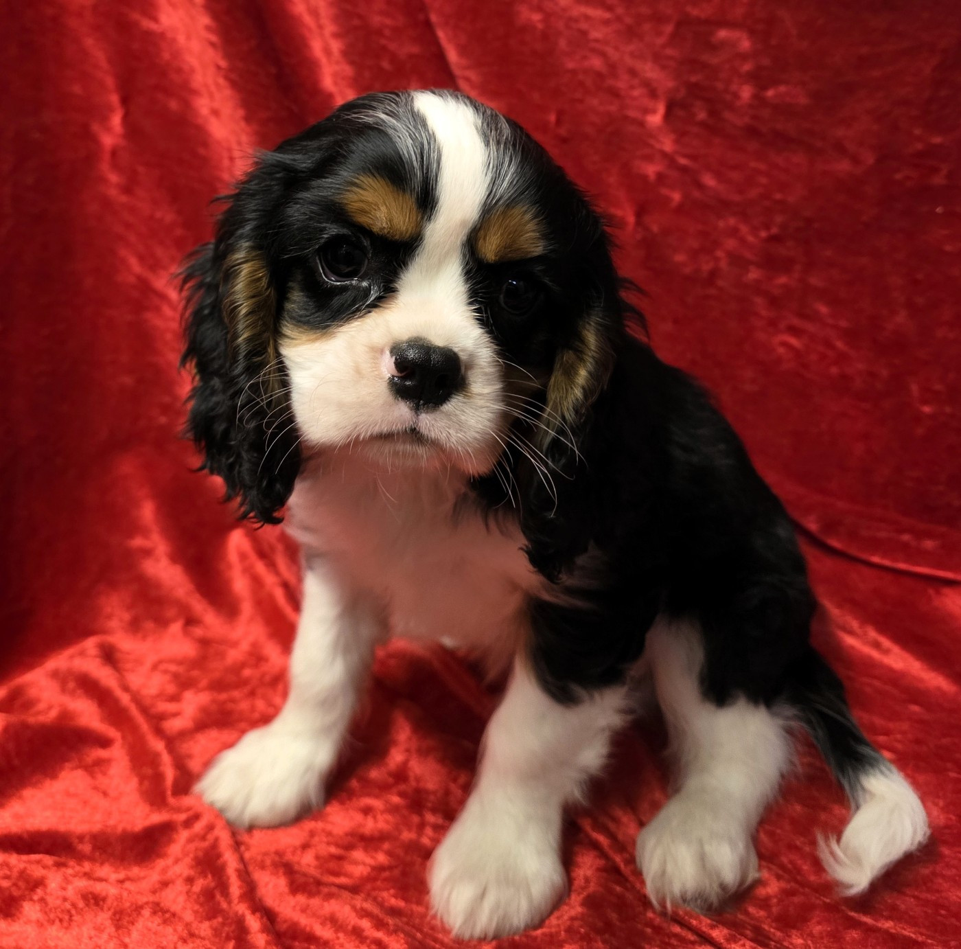 de la colline au noir desir - Chiots disponibles - Cavalier King Charles Spaniel