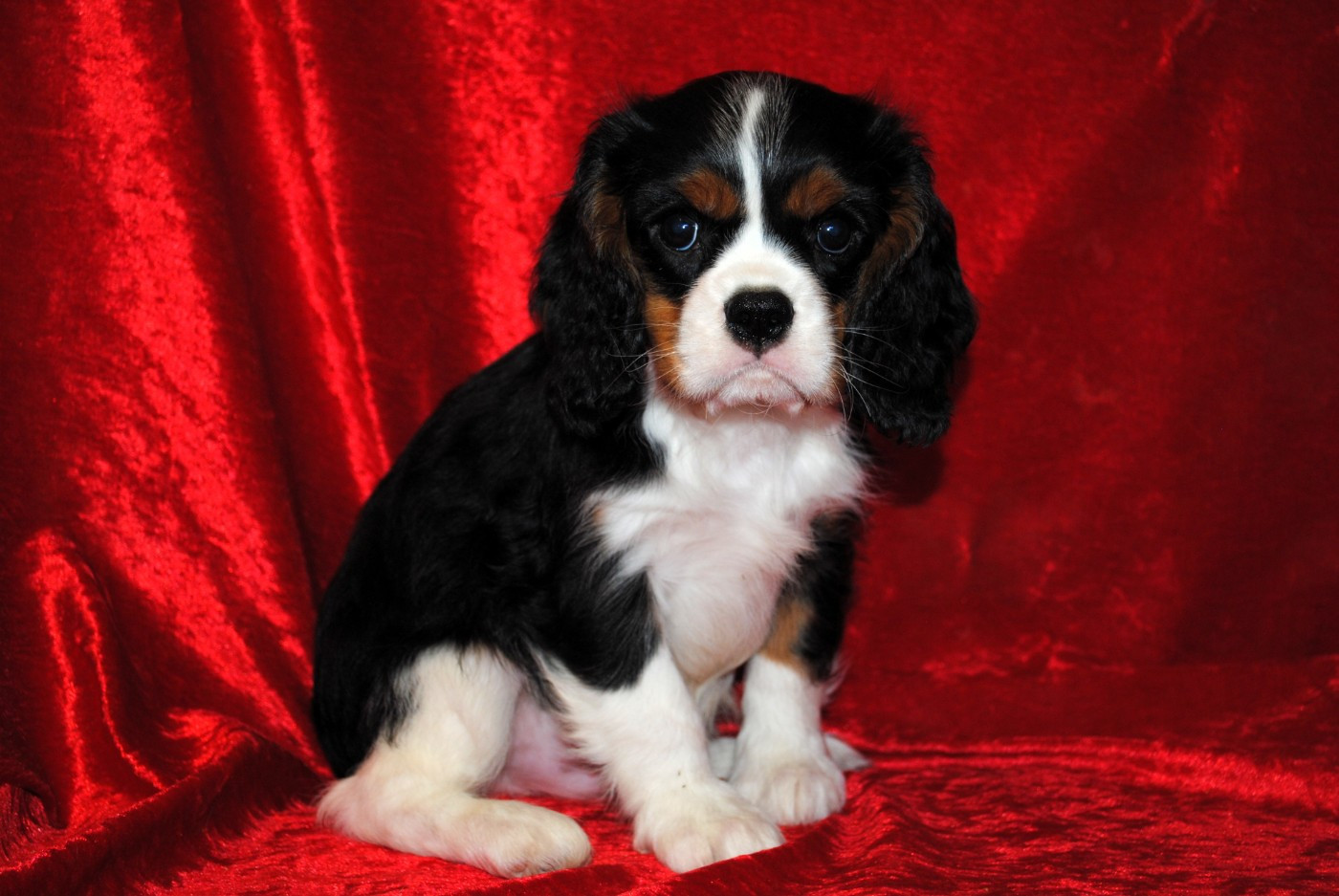 de la colline au noir desir - Chiots disponibles - Cavalier King Charles Spaniel