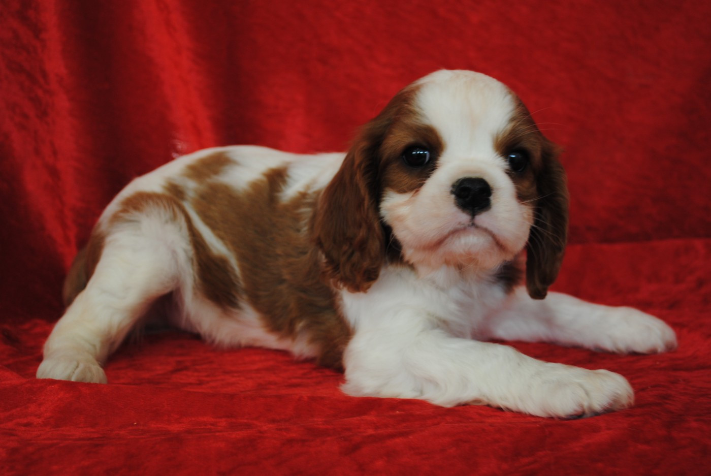 de la colline au noir desir - Chiots disponibles - Cavalier King Charles Spaniel