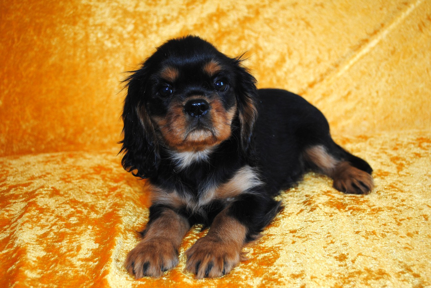 de la colline au noir desir - Chiots disponibles - Cavalier King Charles Spaniel