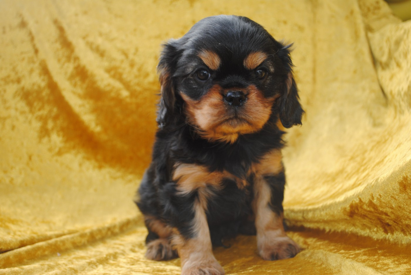 de la colline au noir desir - Chiots disponibles - Cavalier King Charles Spaniel