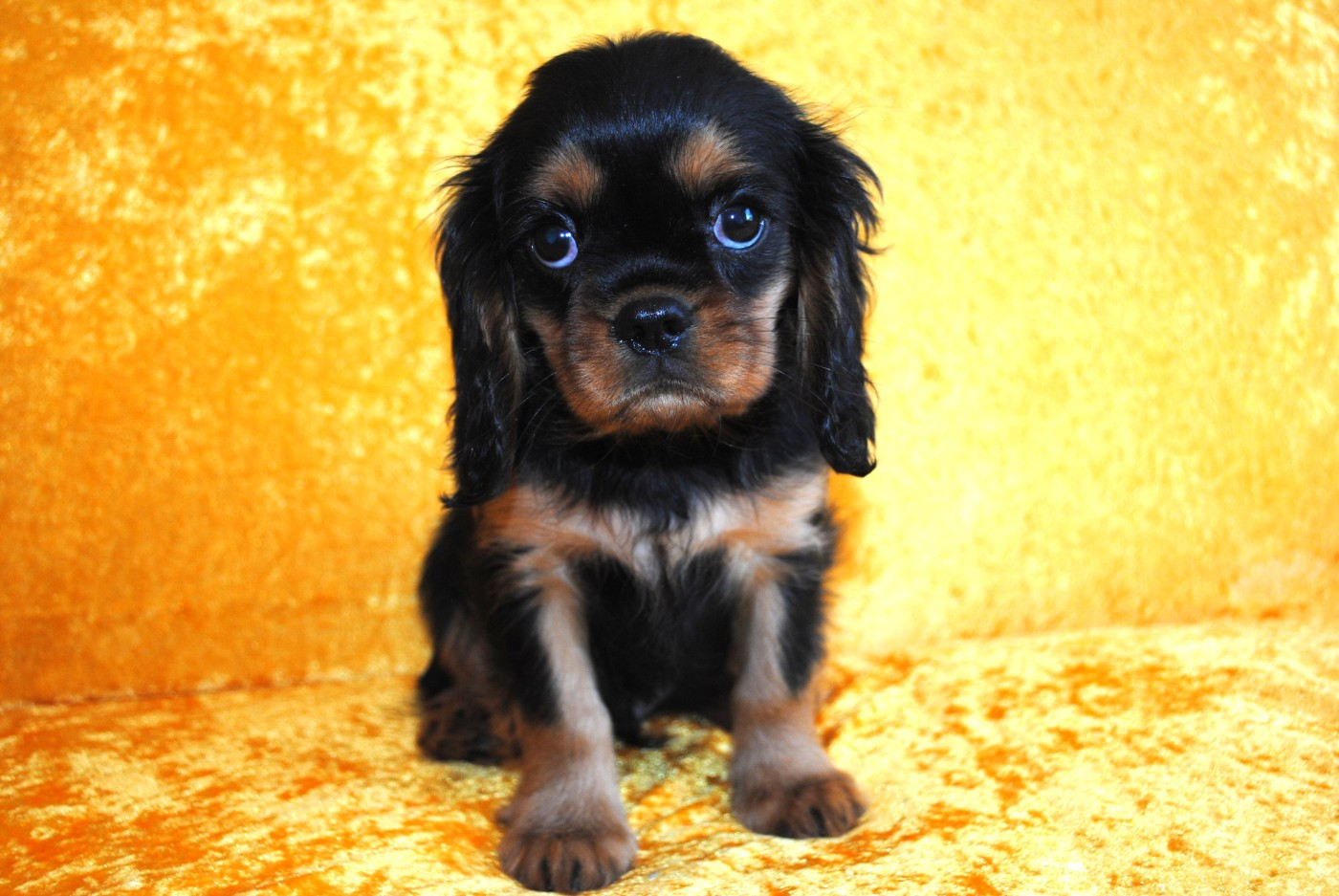 de la colline au noir desir - Chiots disponibles - Cavalier King Charles Spaniel