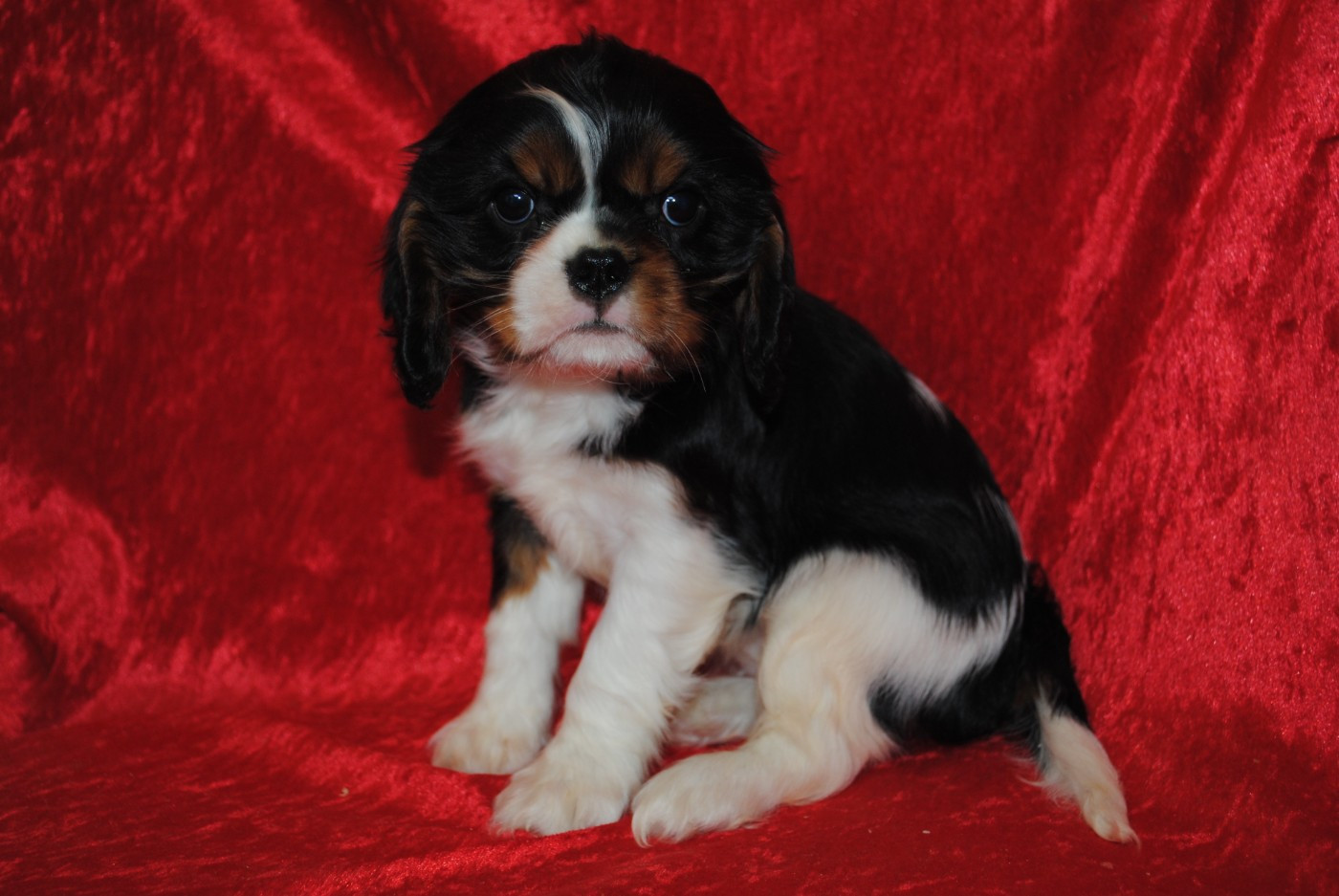de la colline au noir desir - Chiots disponibles - Cavalier King Charles Spaniel