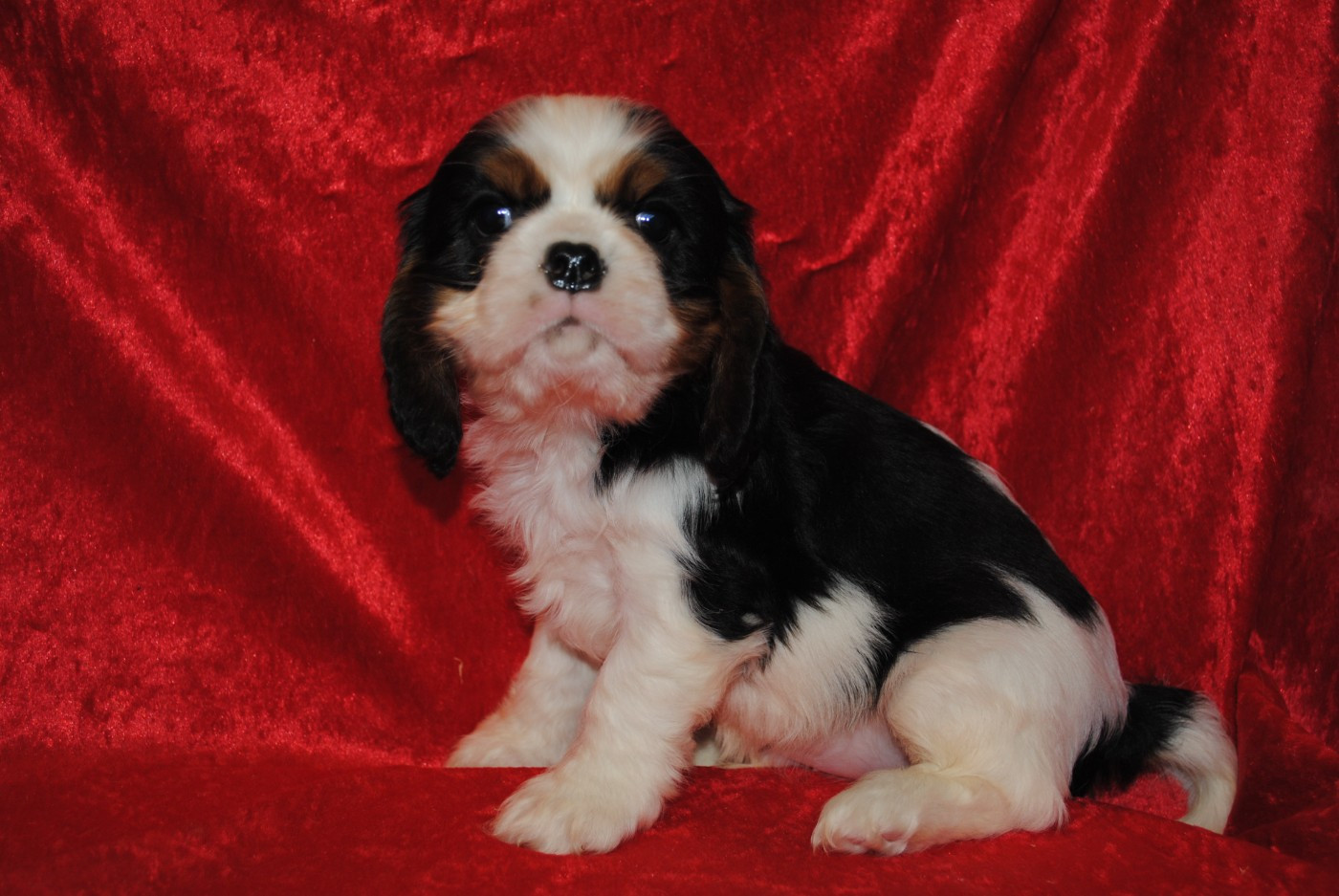 de la colline au noir desir - Chiots disponibles - Cavalier King Charles Spaniel