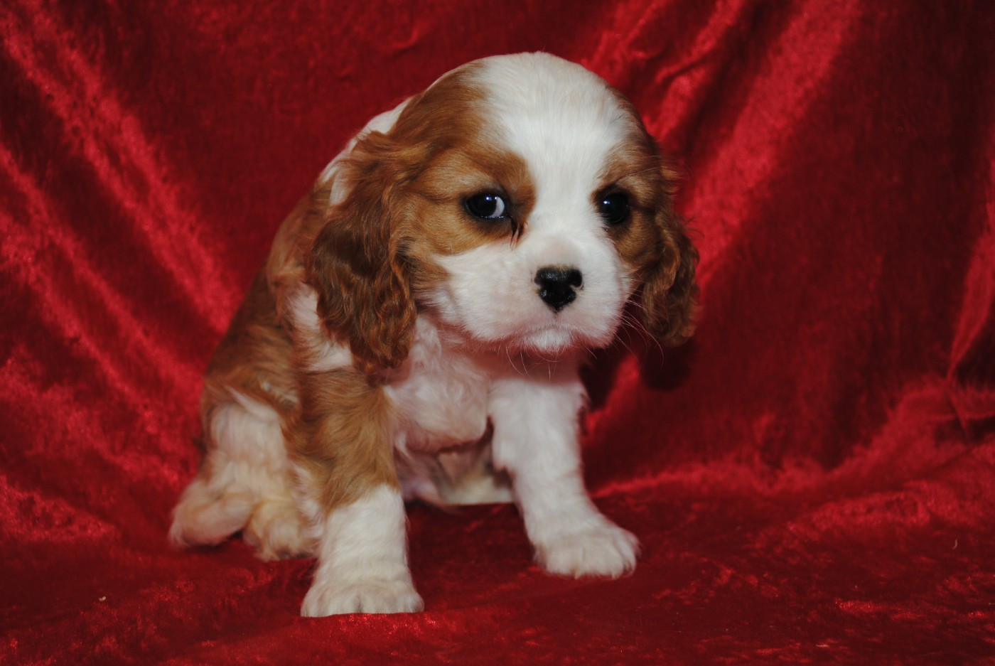 de la colline au noir desir - Chiots disponibles - Cavalier King Charles Spaniel