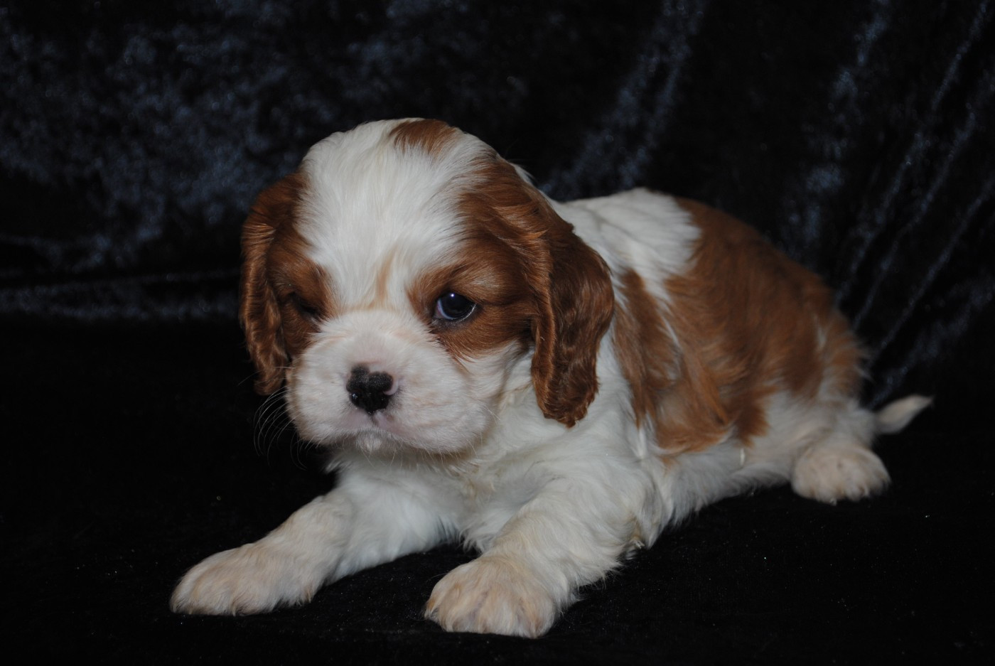de la colline au noir desir - Chiots disponibles - Cavalier King Charles Spaniel
