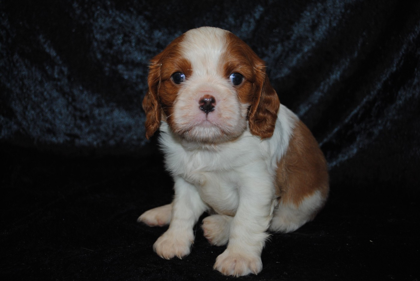 de la colline au noir desir - Chiots disponibles - Cavalier King Charles Spaniel