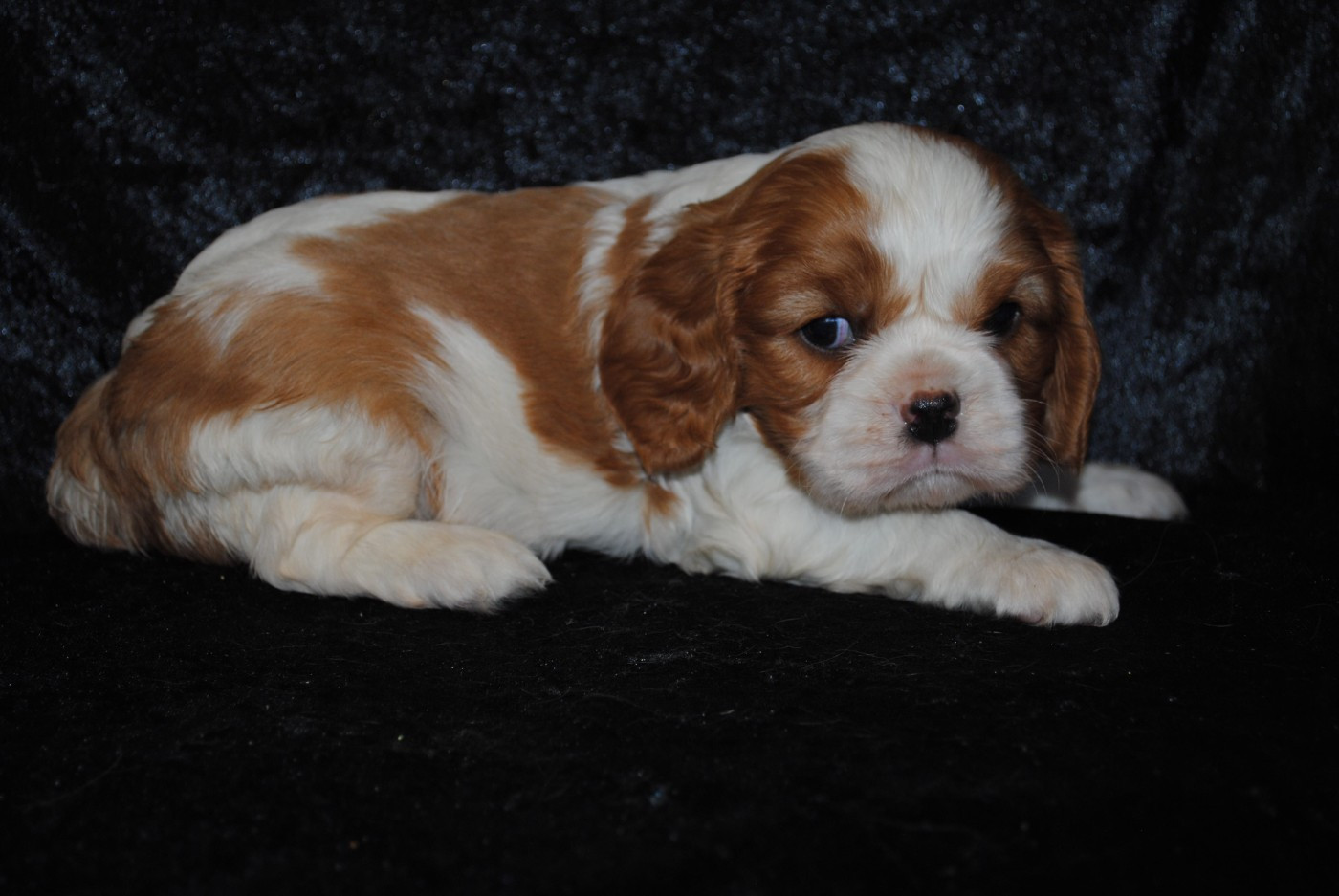 de la colline au noir desir - Chiots disponibles - Cavalier King Charles Spaniel