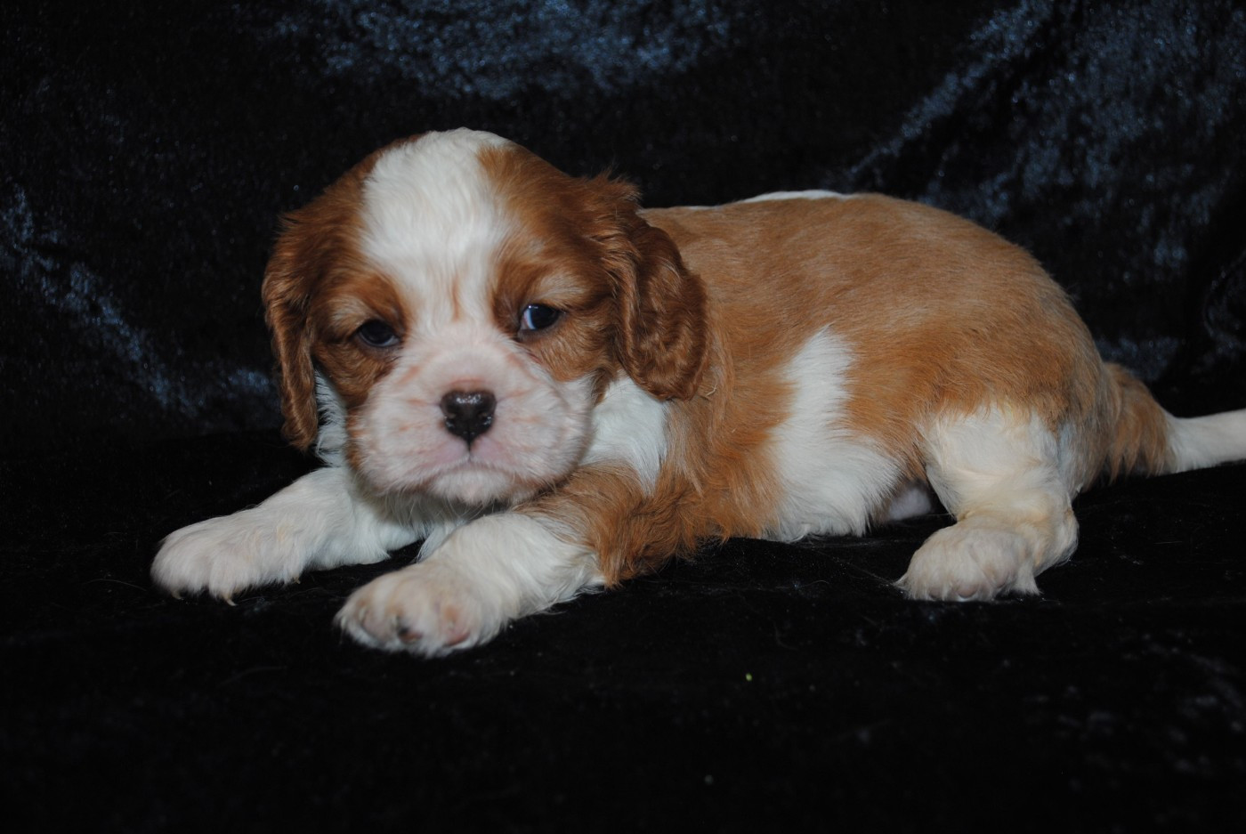 de la colline au noir desir - Chiots disponibles - Cavalier King Charles Spaniel