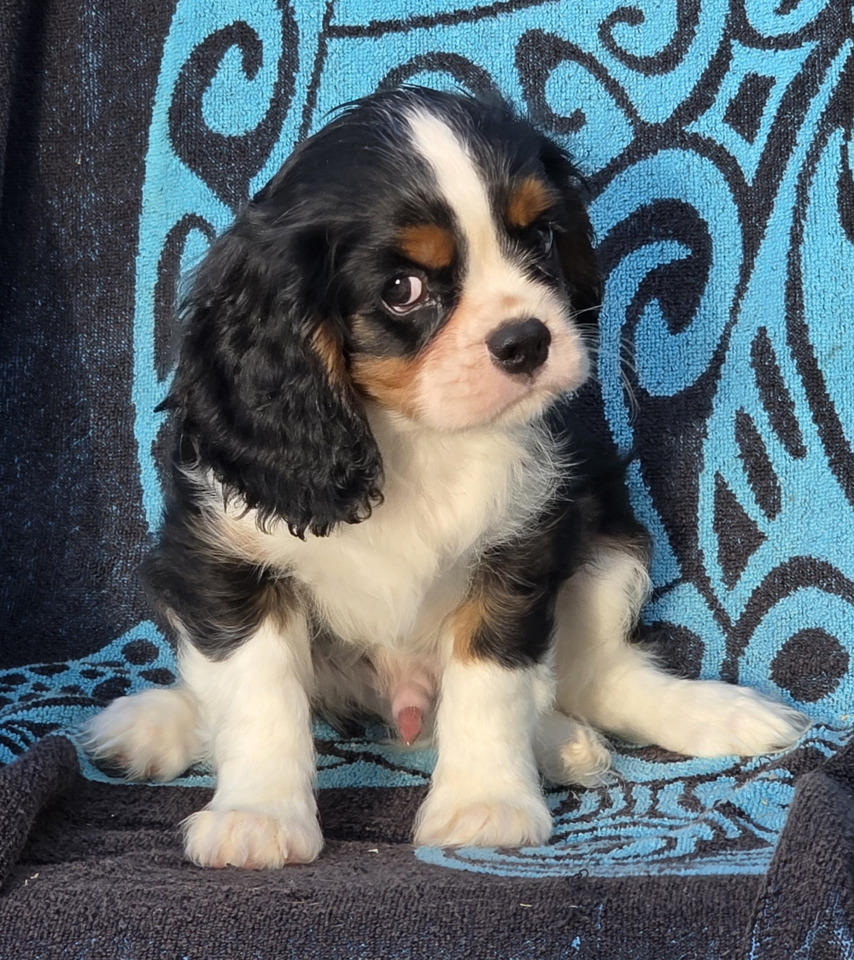 de la colline au noir desir - Chiots disponibles - Cavalier King Charles Spaniel