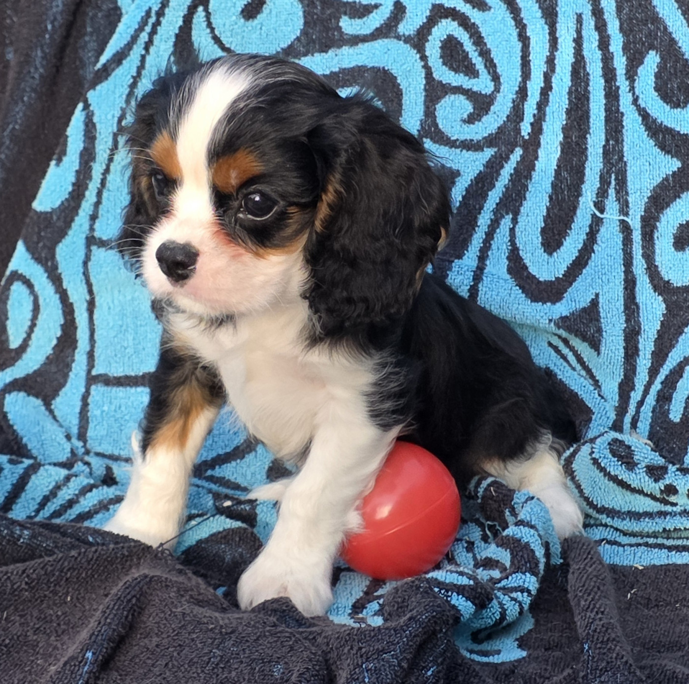 de la colline au noir desir - Chiots disponibles - Cavalier King Charles Spaniel