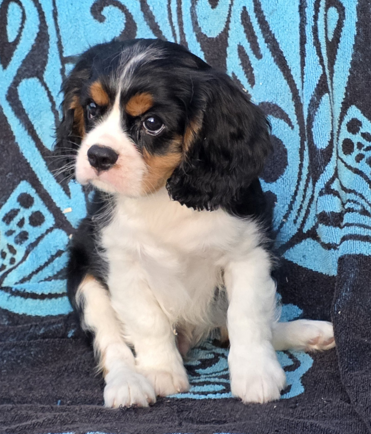 de la colline au noir desir - Chiots disponibles - Cavalier King Charles Spaniel