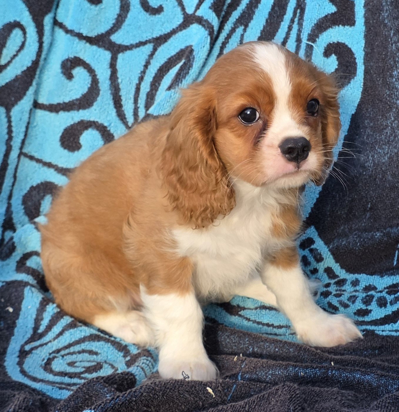 de la colline au noir desir - Chiots disponibles - Cavalier King Charles Spaniel