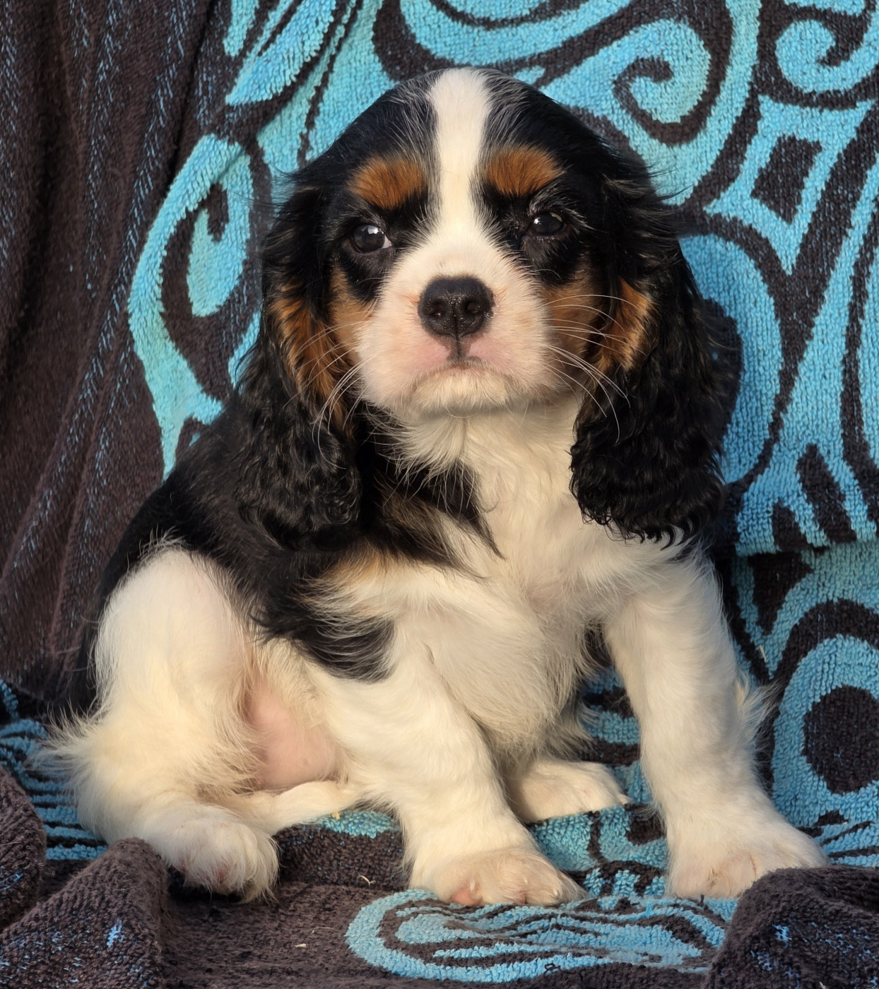 de la colline au noir desir - Chiots disponibles - Cavalier King Charles Spaniel