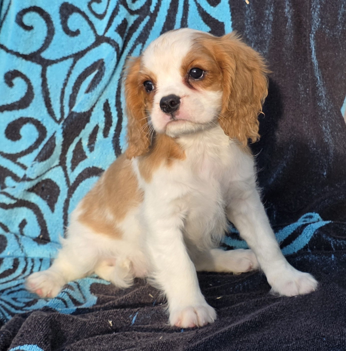 de la colline au noir desir - Chiots disponibles - Cavalier King Charles Spaniel