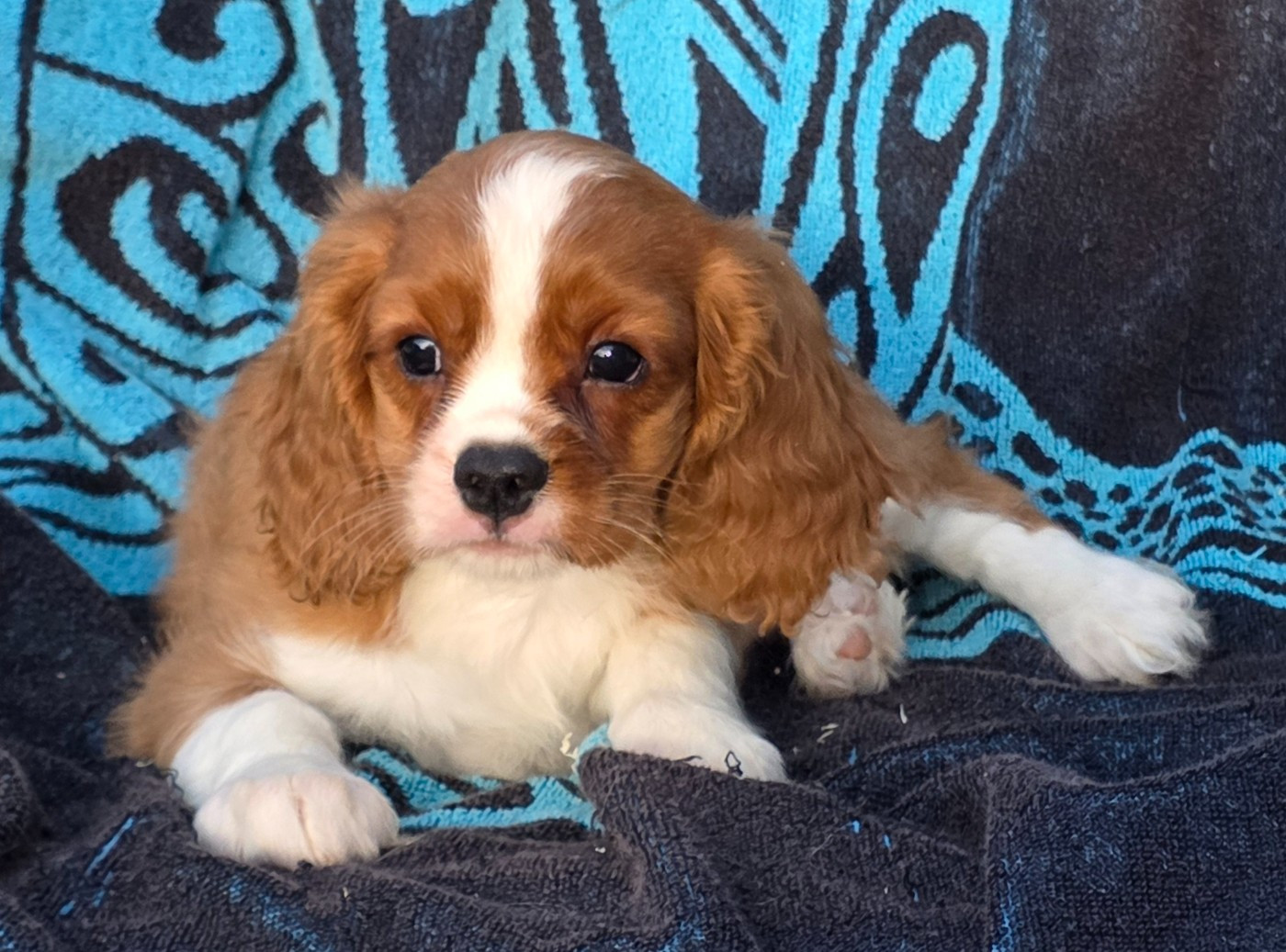 de la colline au noir desir - Chiots disponibles - Cavalier King Charles Spaniel