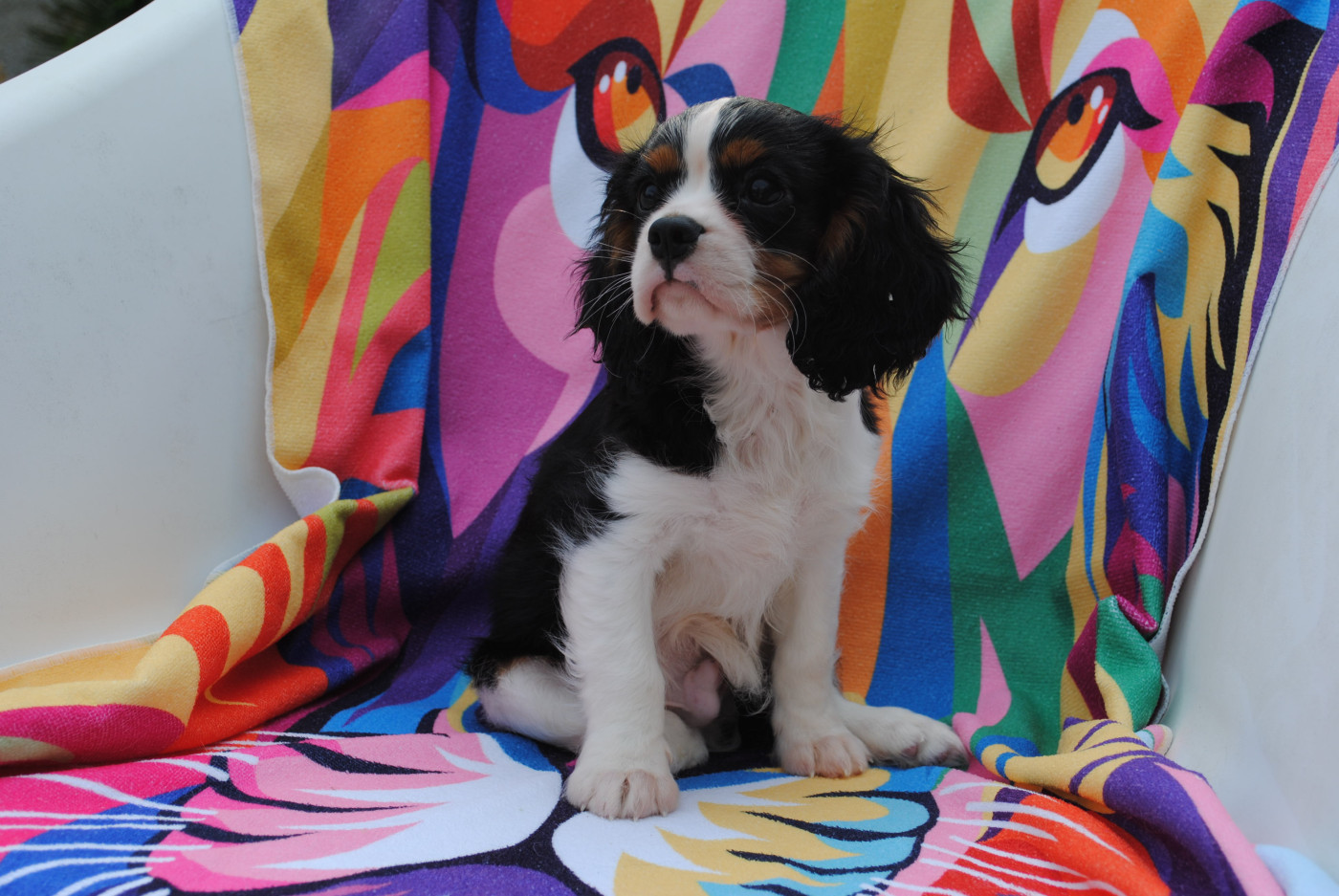 de la colline au noir desir - Chiots disponibles - Cavalier King Charles Spaniel