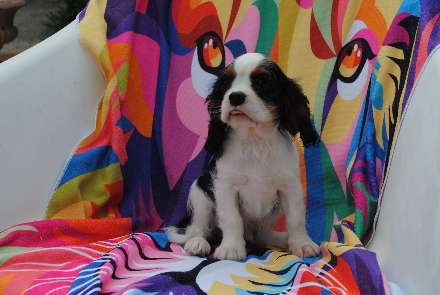 de la colline au noir desir - Chiots disponibles - Cavalier King Charles Spaniel