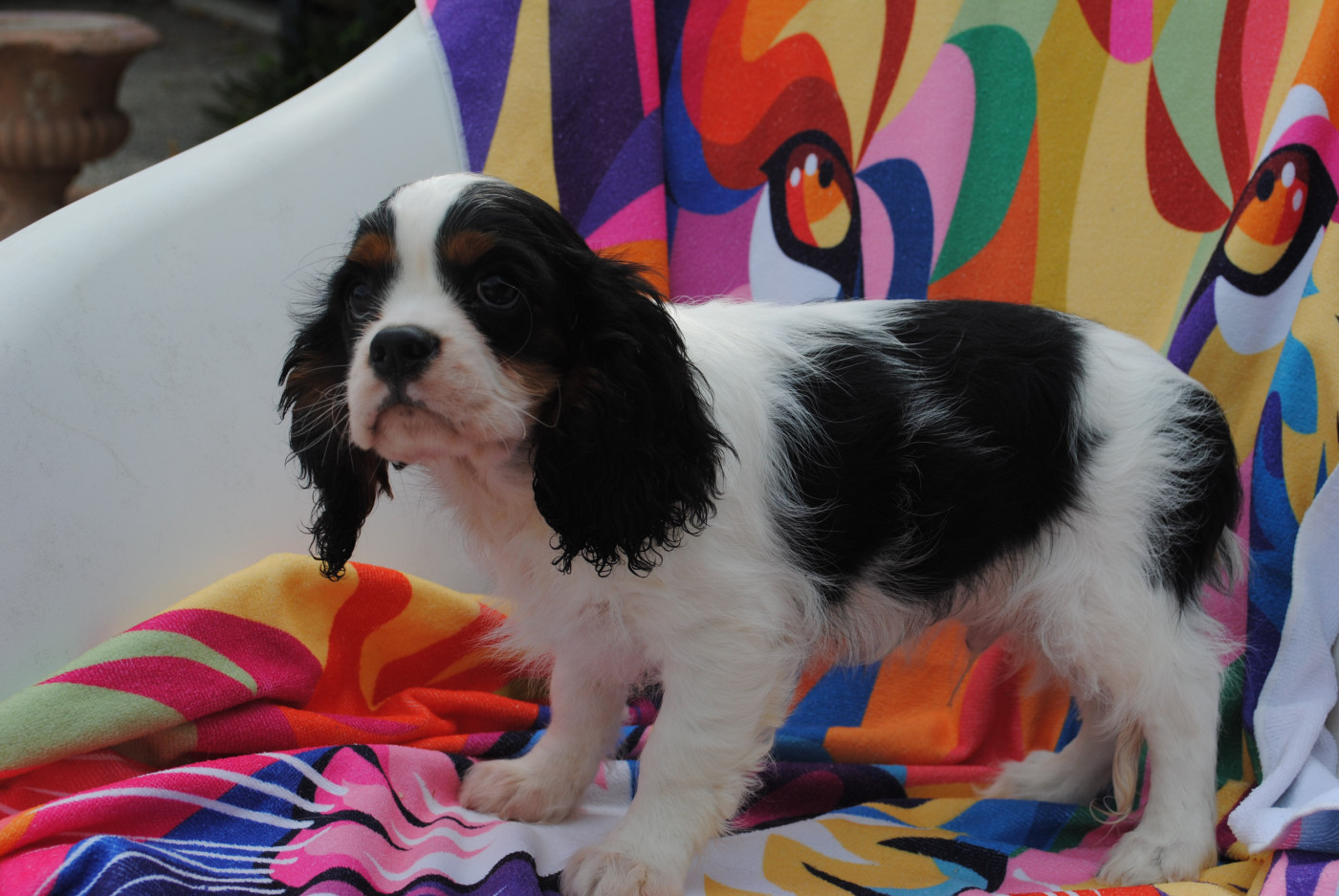 de la colline au noir desir - Chiots disponibles - Cavalier King Charles Spaniel