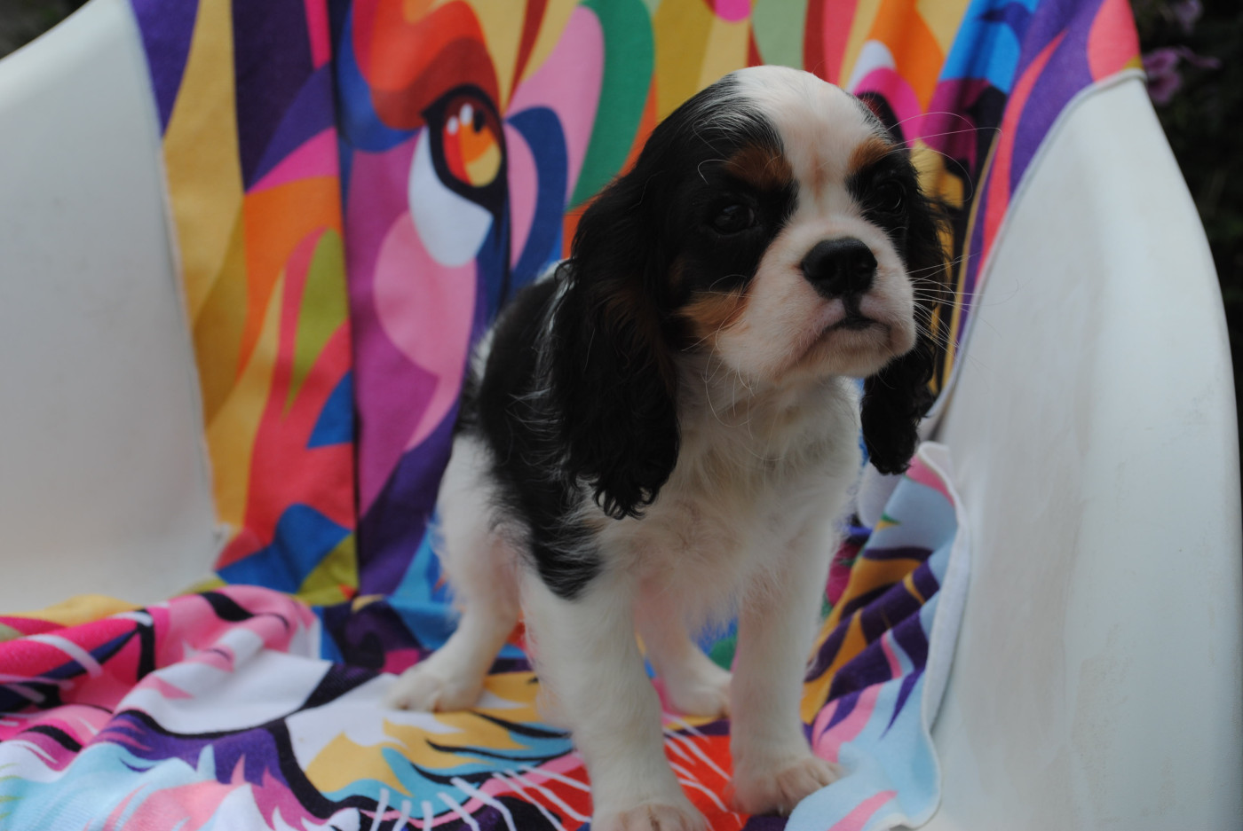 de la colline au noir desir - Chiots disponibles - Cavalier King Charles Spaniel