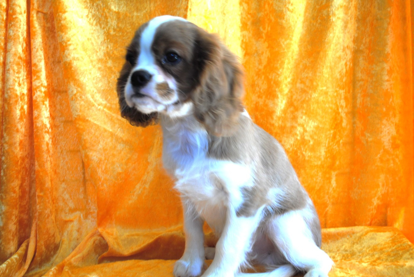 de la colline au noir desir - Chiots disponibles - Cavalier King Charles Spaniel